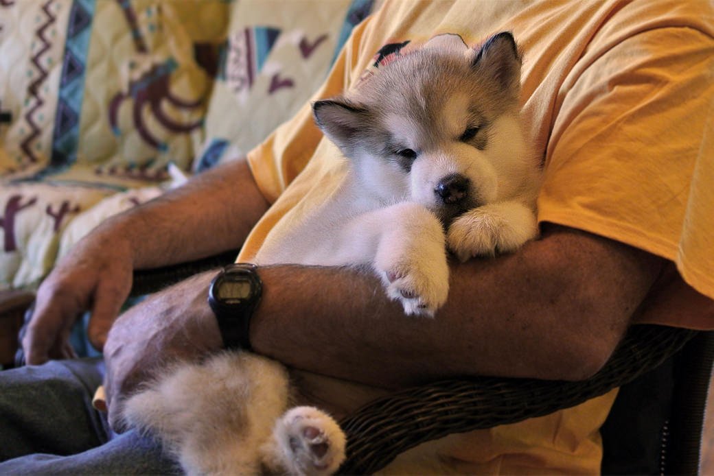 Snowlion Alaskan Malamute puppies are raised in our home as part of the family