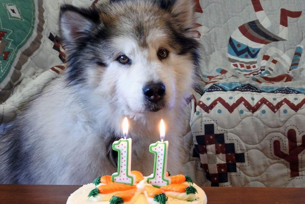Malamute celebrating a birthday with cake