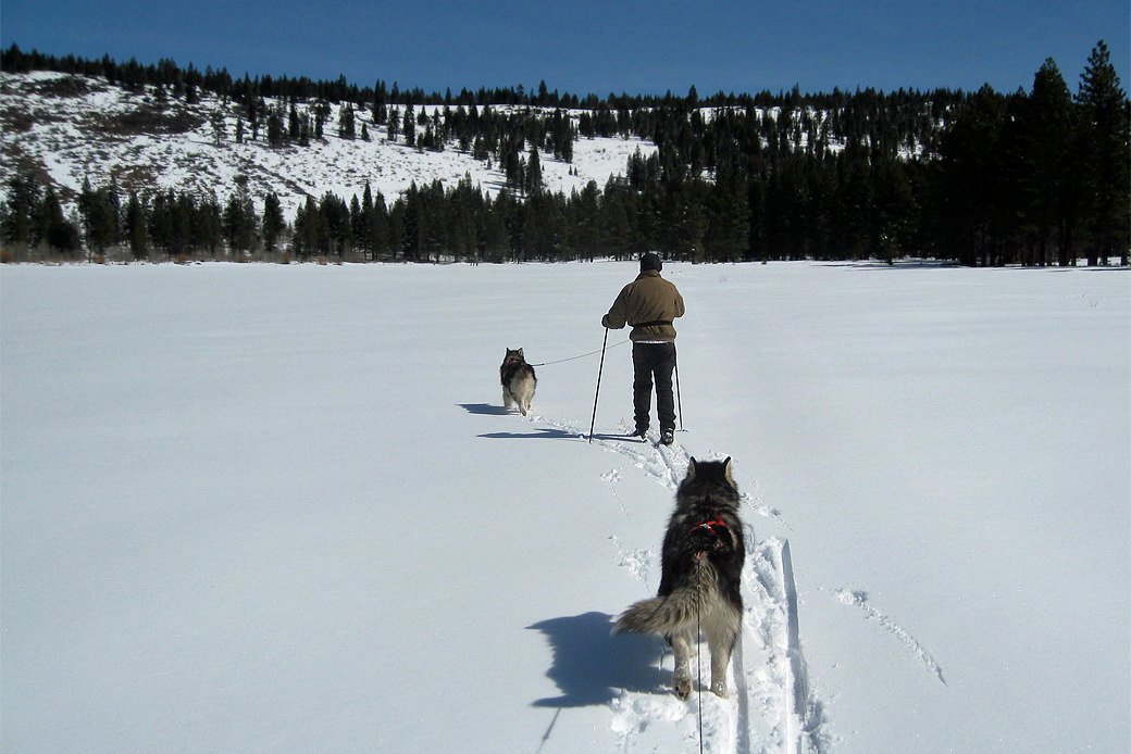 skijorring with two malamutes