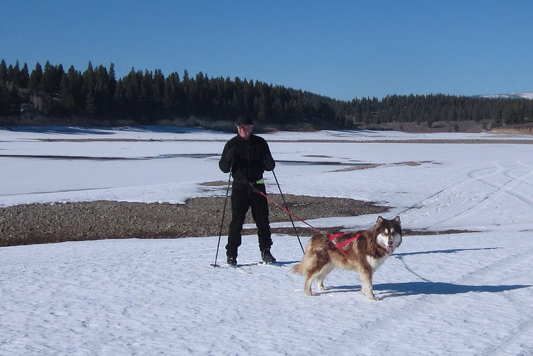 Skiijorring with alaskan malamutes