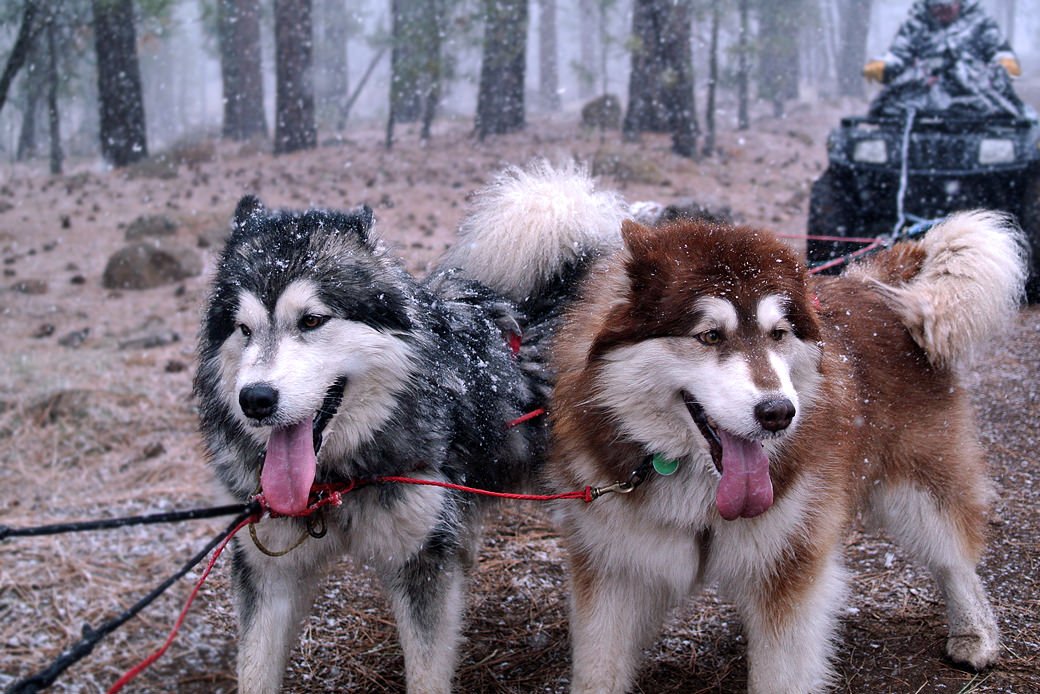 Alaskan Malamute mother & daughter running on team