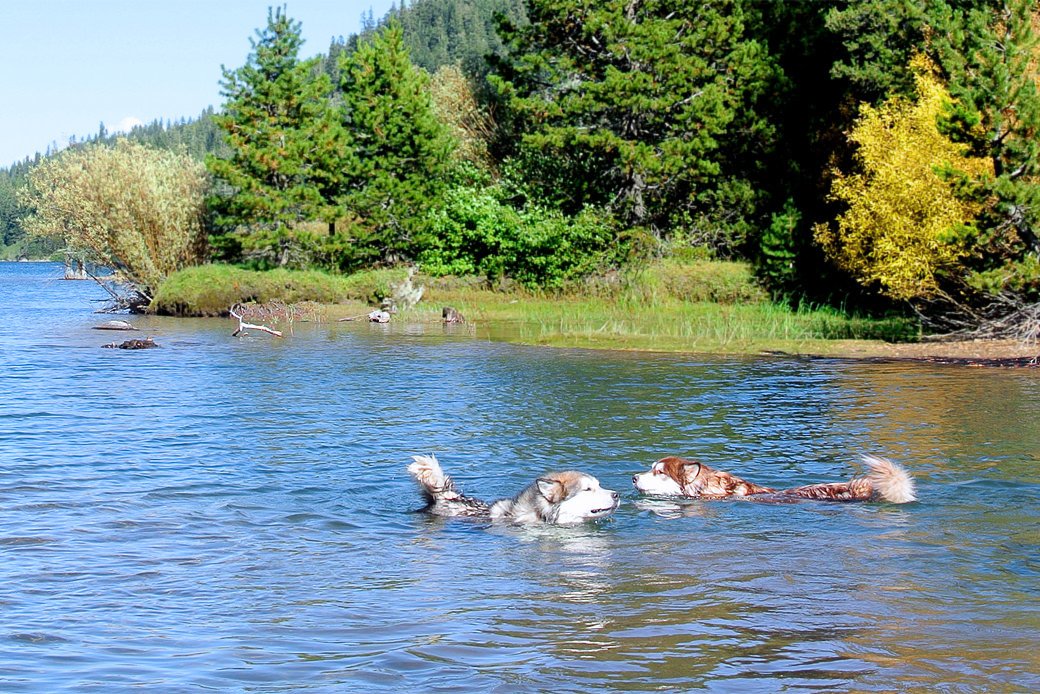 two malamutes swimming in lake