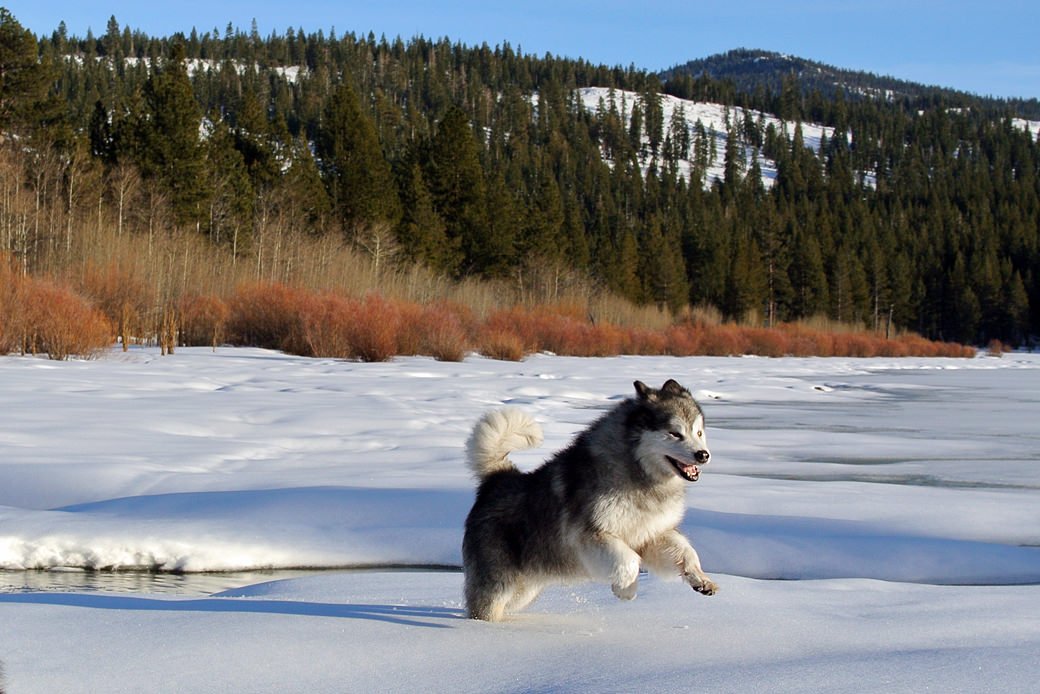 malamute running on frozen lake