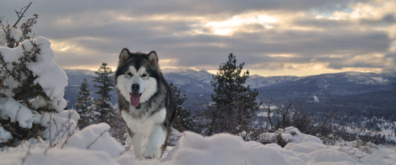 our dogs also enjoy running off leash on snowshoe hikes in Lassen National Forest, California