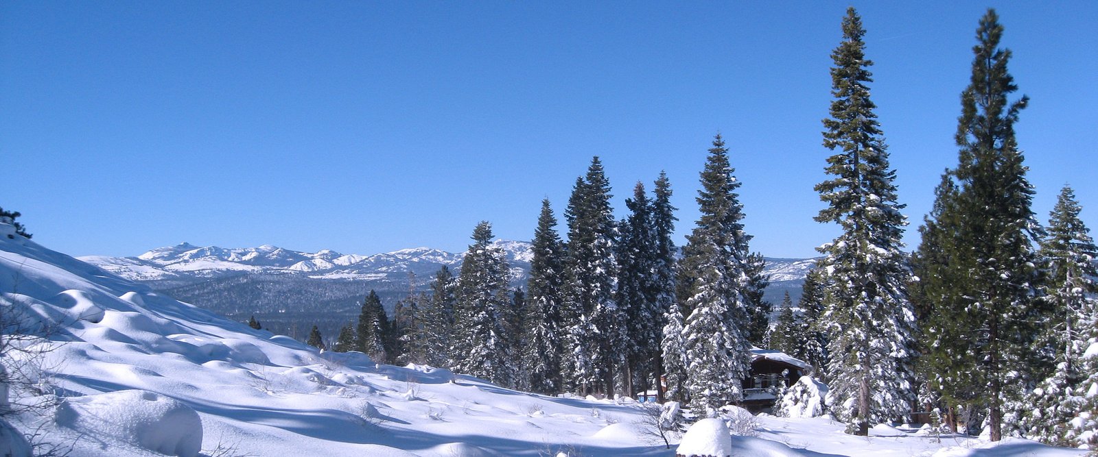 Snowlion Alaskan Malamutes, home is located on large acreage in the high Sierra