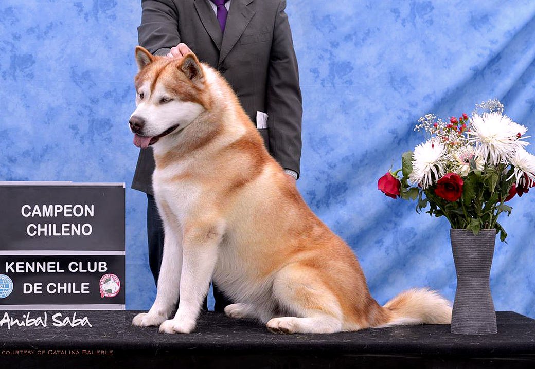 A red Snowlion Champion in Argentina