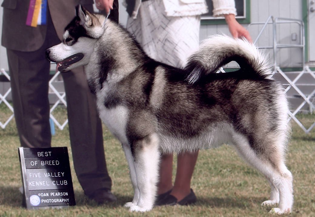 a photo of Karma, a Snowlion Grand Champion best in show winner in Australia