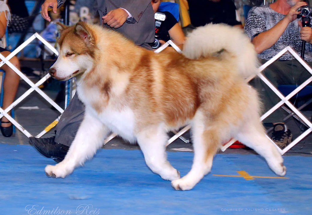 Polar was a top winning Red Malamute in South America from Snowlion Kennels