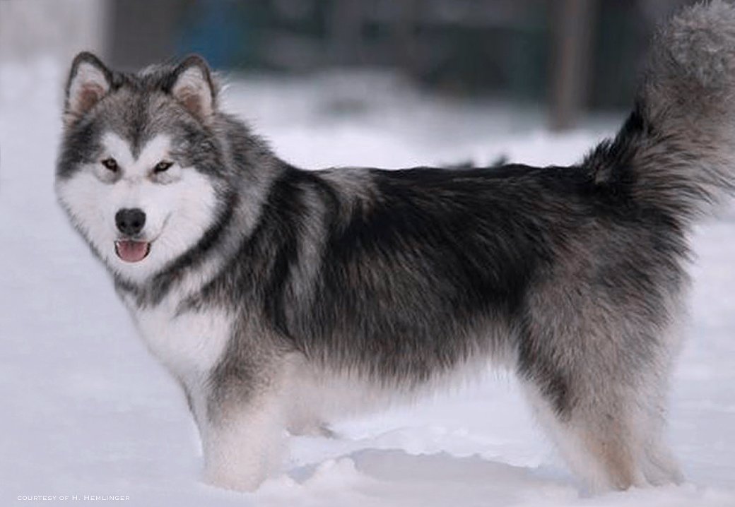 A Snowlion Champion in Germany