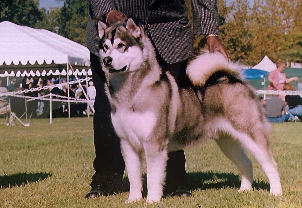 Rupert is a gray and white Snowlion champion
