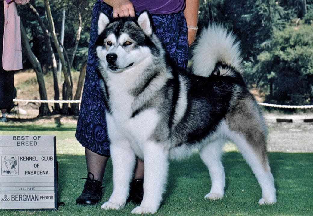 a photo of the world famous Snowlion champion boy Shasta