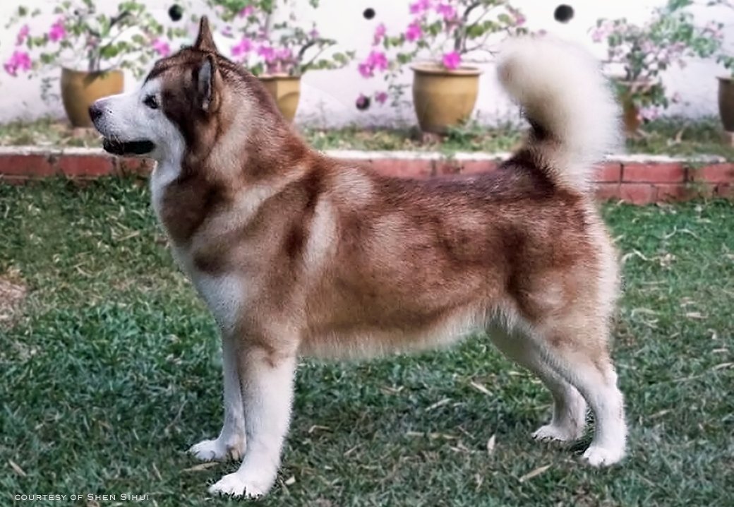 Snowlion red champion in Singapore