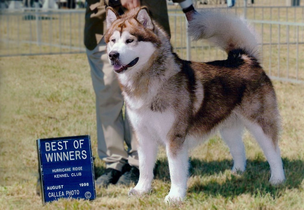 Tonka is a red champion from Snowlion Kennels and one of four Best in Show winners