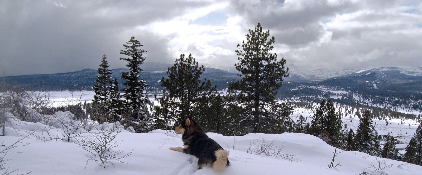 multi champion logan looking at the view from Snowlion Kennels