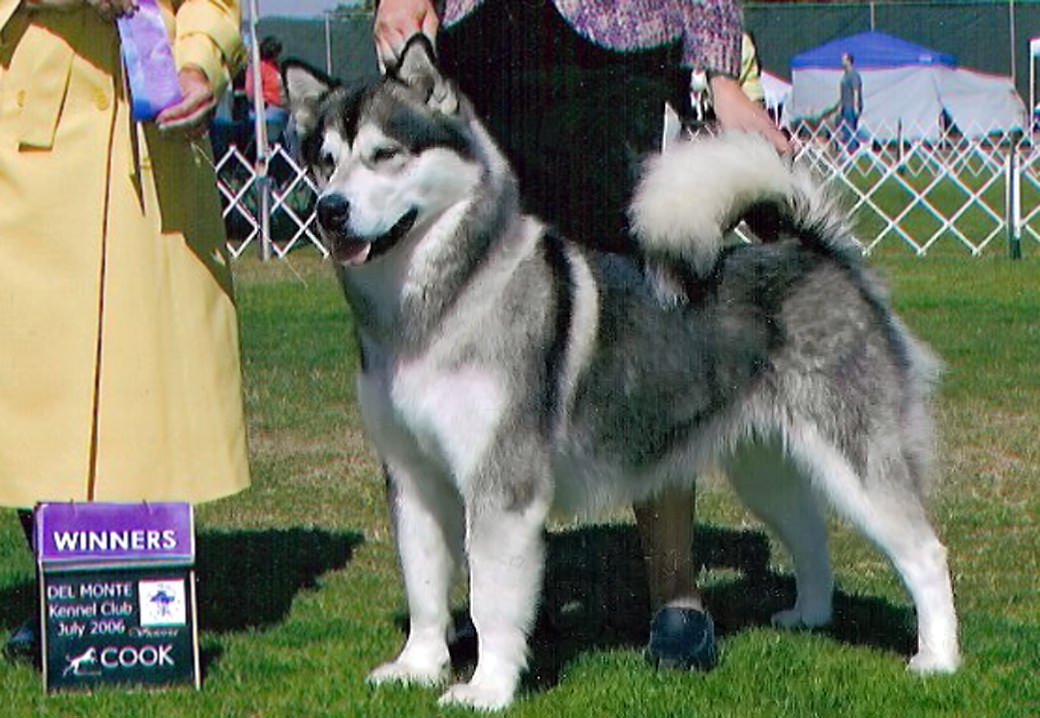 Pegasus is a gray and white champion girl, one of many sired by Charlie at Snowlion Kennels.