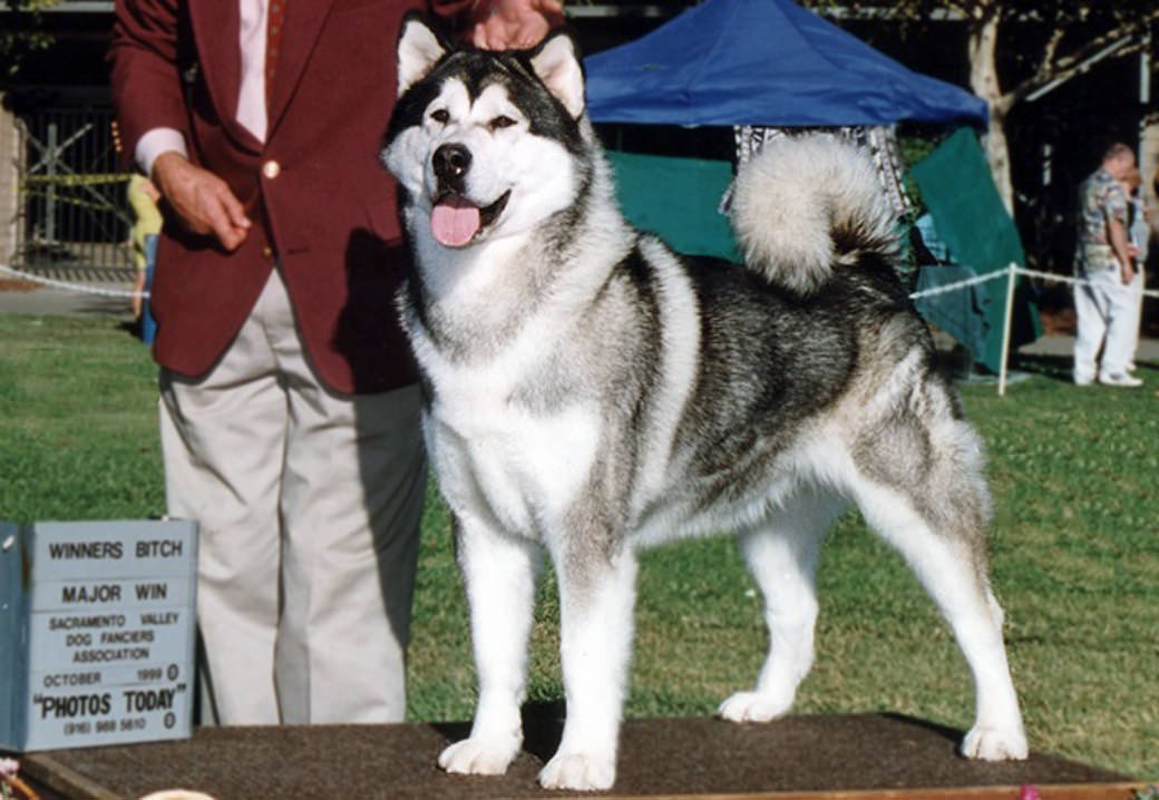 A gray and white Snowlion champion girl who took several best of breeds.
