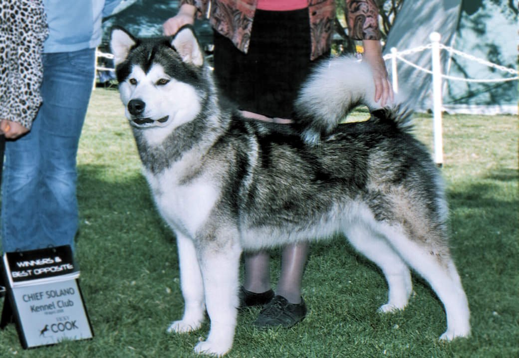Cammae is a gray and white Snowlion Champion in California
