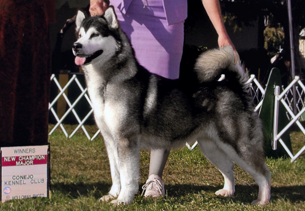  Leela is a gray and white champion girl at Snowlion Kennels.