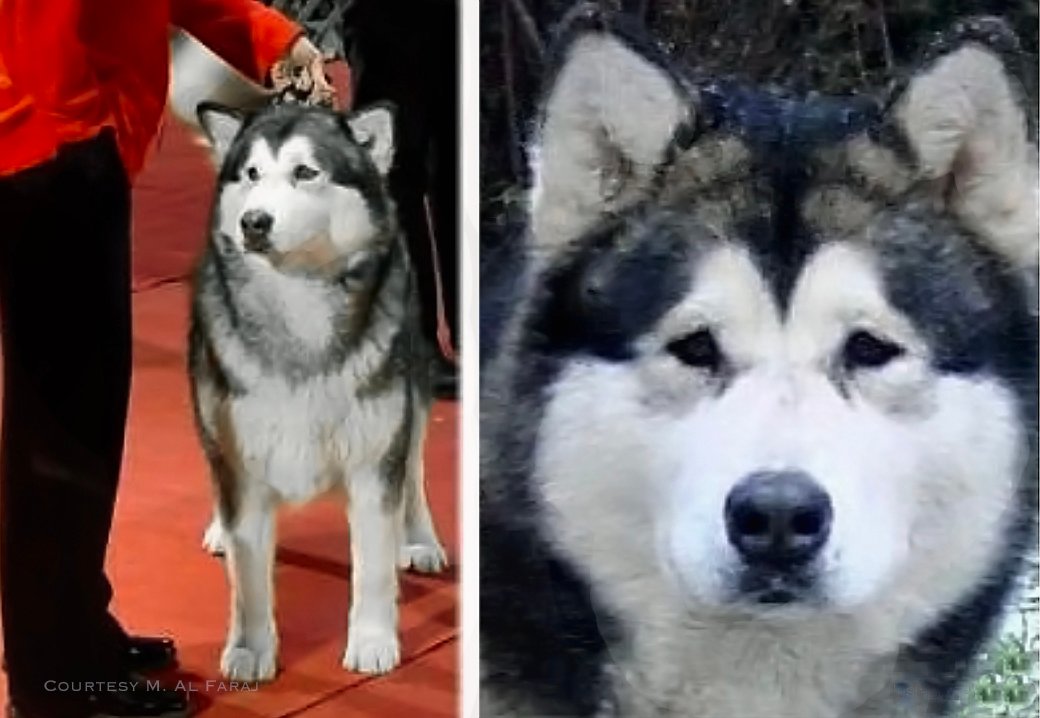 Misty is a gray and white Snowlion champion in Slovenia.
