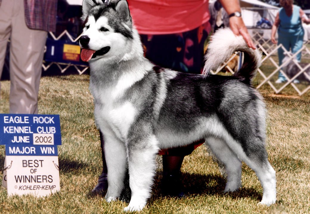  Moon is a Snowlion champion out of Kali Devi and Uyak Aleut Alex.