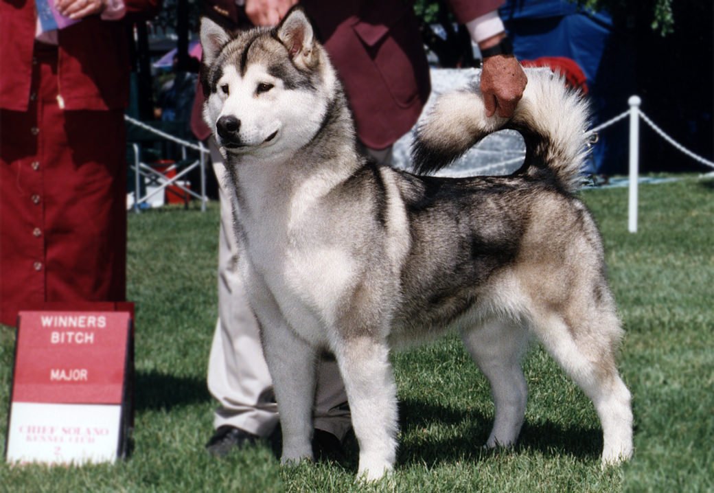 Tai is a champion out of BISS Ch Nanuke a Rumor of War and Ch Kali at Snowlion Kennels.
