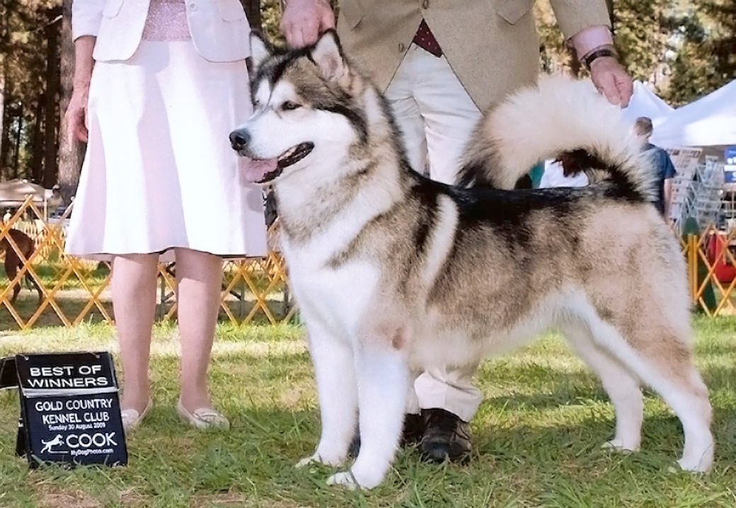 Tikka is a champion girl out of Jade and Charlie at Snowlion Kennels in the high Sierra.