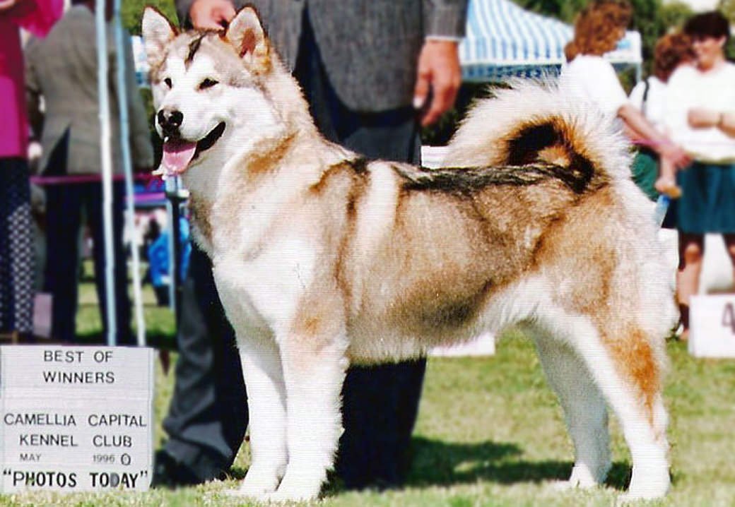 Treasure is a sable and white girl at Snowlion Kennels.