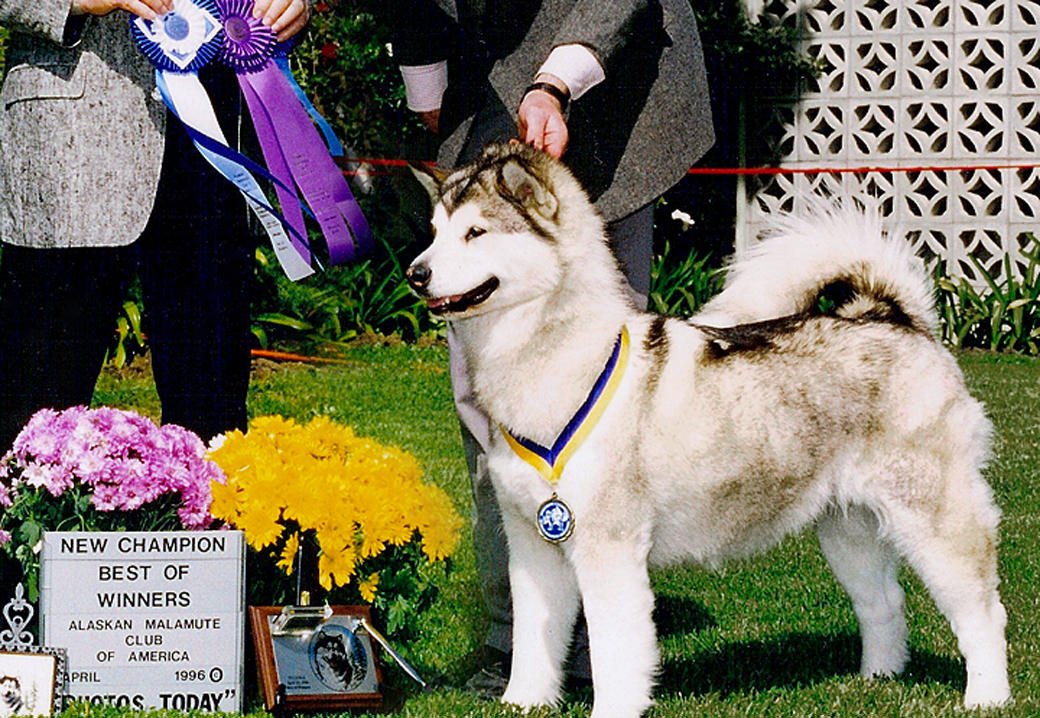 Tikka is a silver and white girl and our first homebred champion at Snowlion Kennels near Lake Tahoe, California.