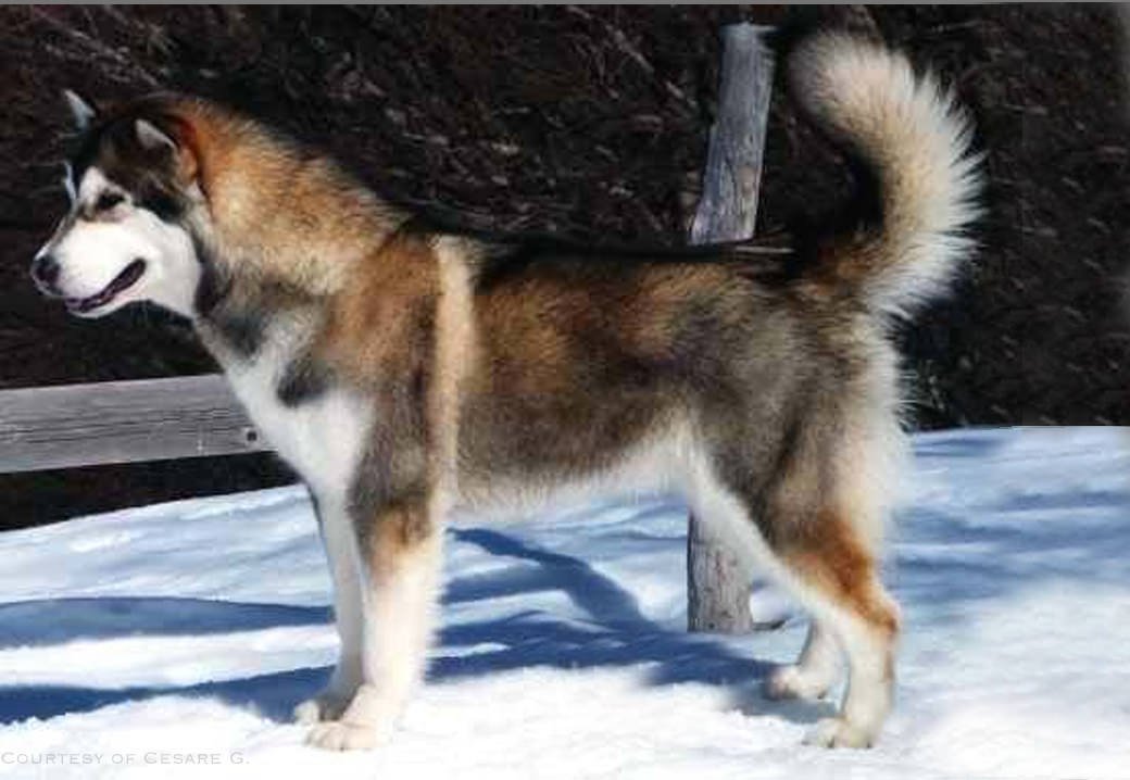 Willow is a sable and white Snowlion champion in Italy.