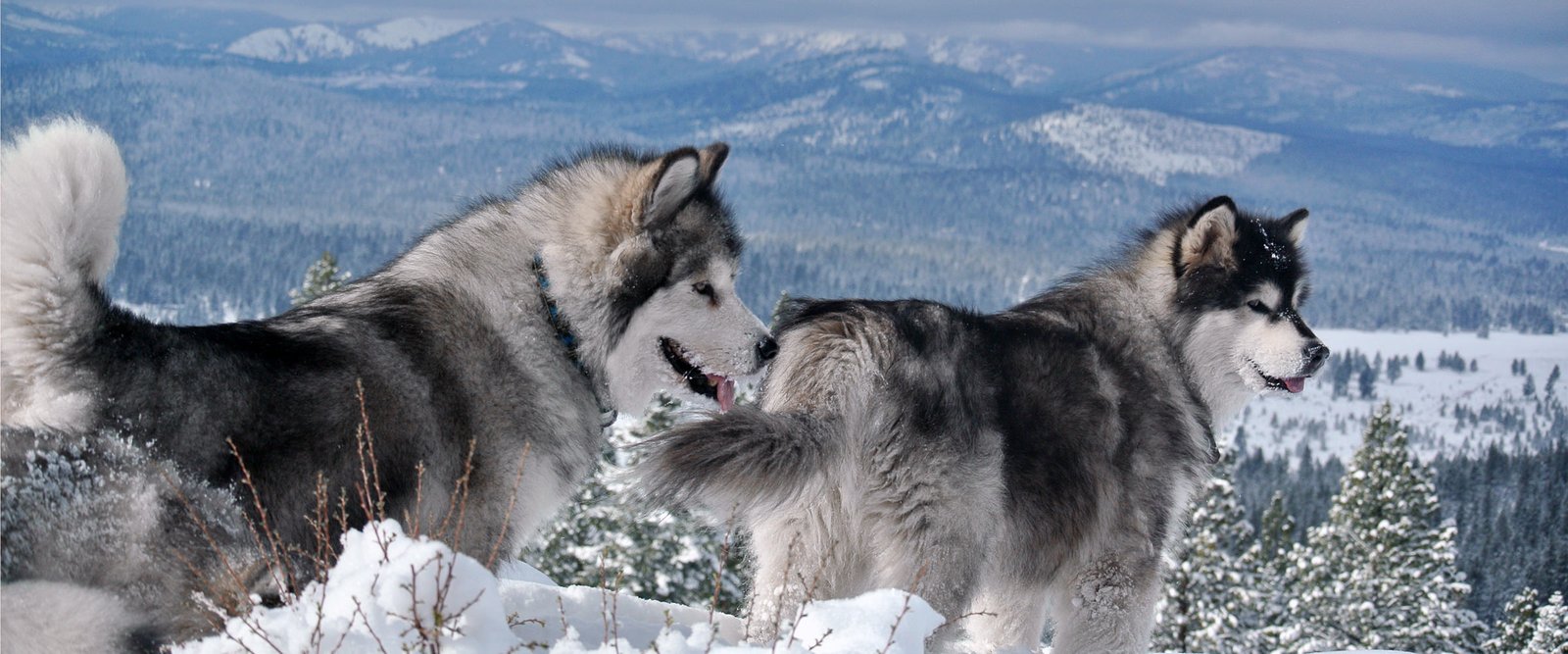 A champion female malamute at Snowlion Kennels in the high Sierra California Nevada
