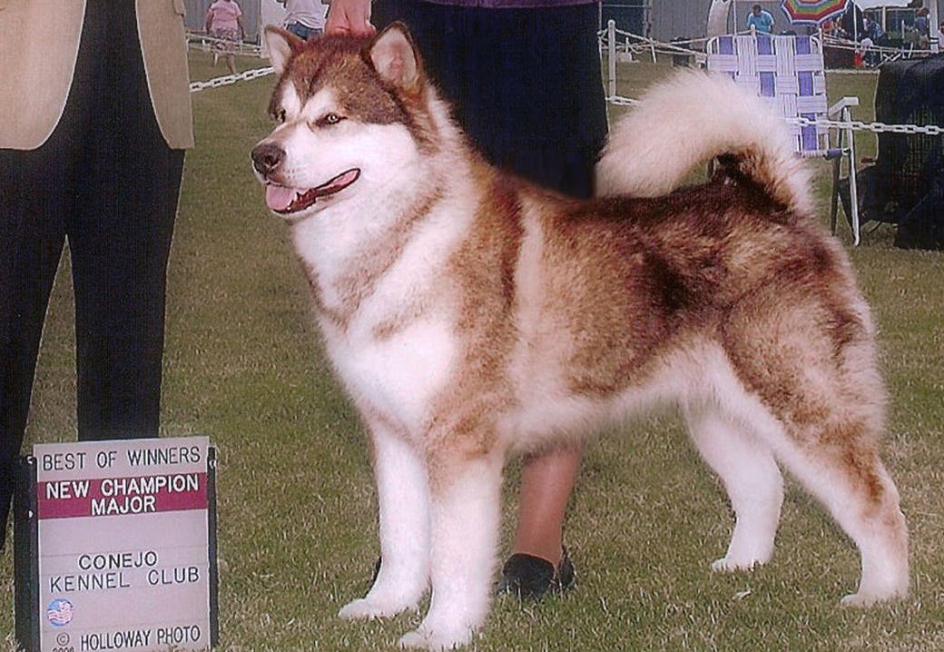  Koyuk is a red and white champion Snowlion male out of Uyak Aleut Alex and Jasmine.