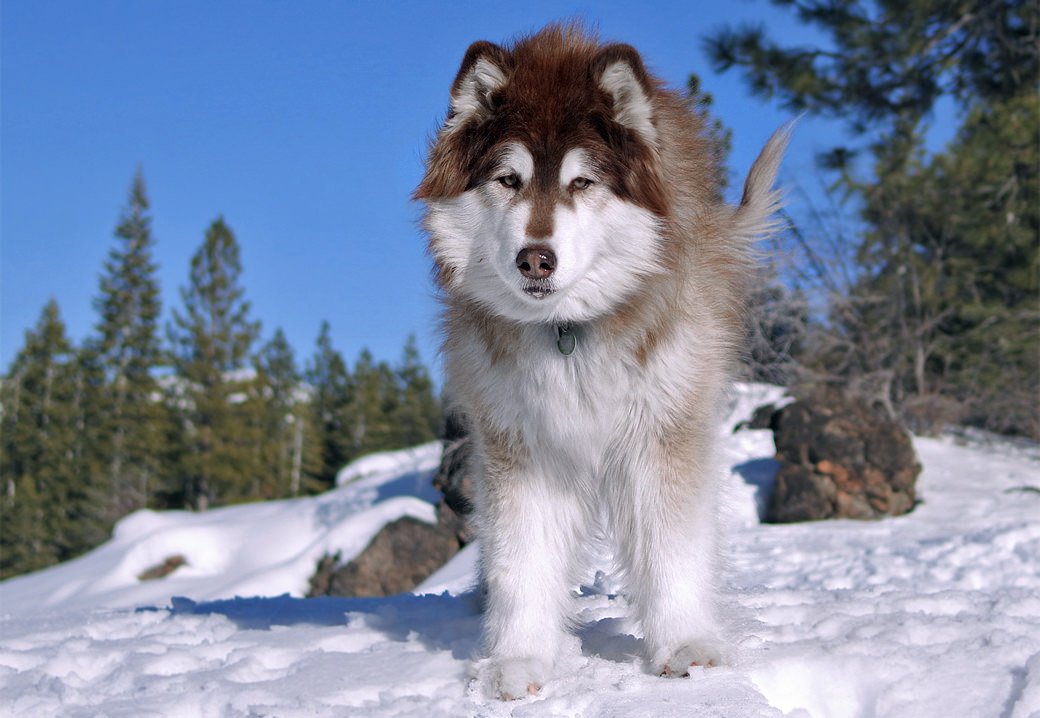 Alu is a striking dark red Snowlion malamute