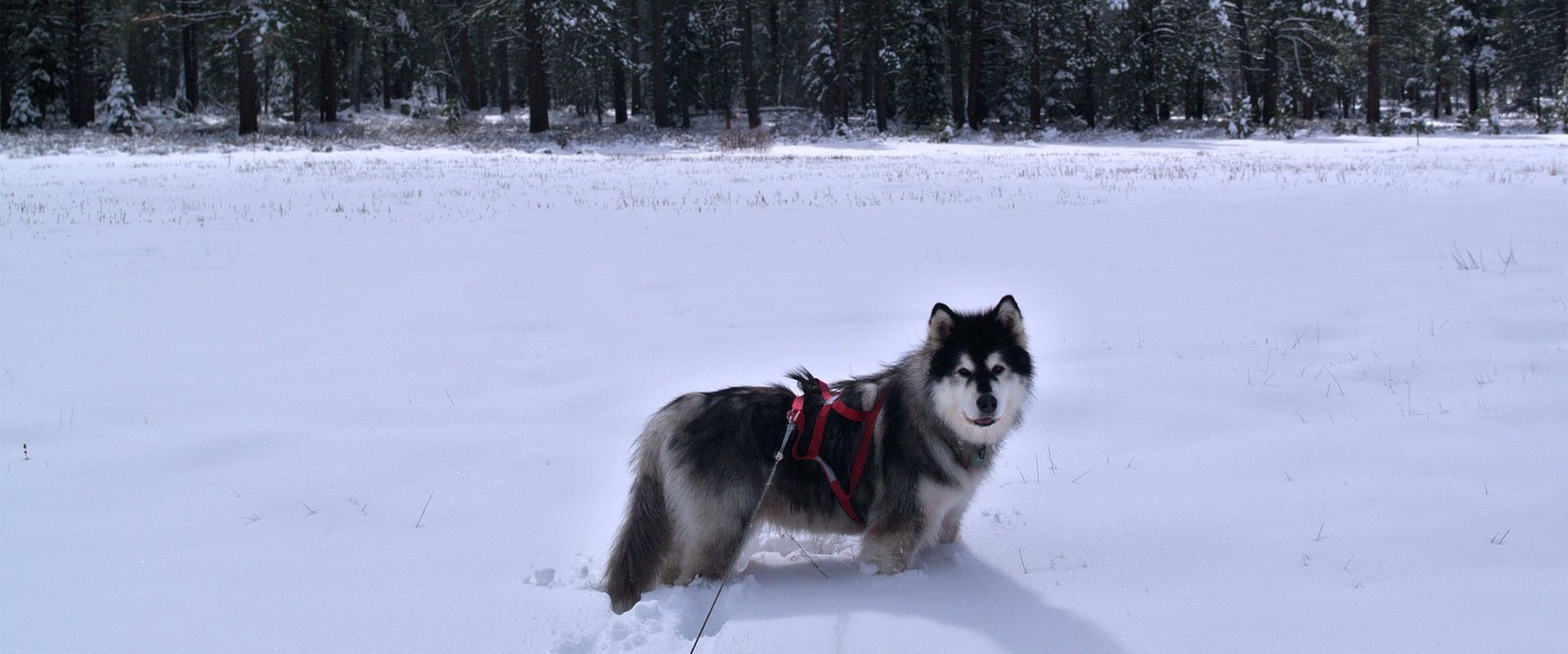 Skijorring with our malamutes near Tahoe National Forest