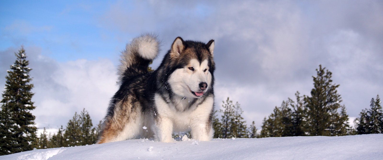 a group of sled dogs from Snowlion Kennels in California