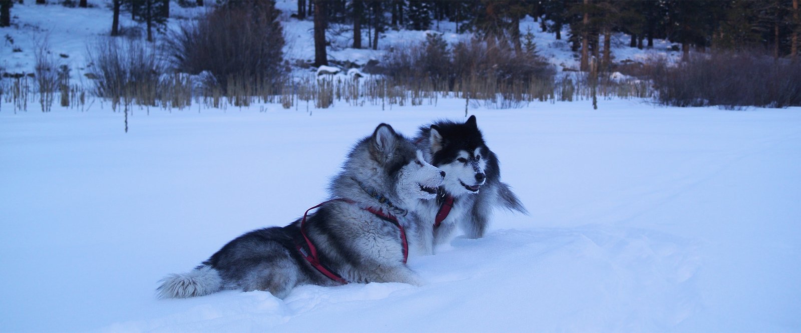 Our malamutes training near Lake Tahoe California