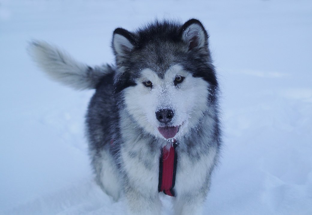 Binky is a silver and white malamute out of Uyak Aleut Alex