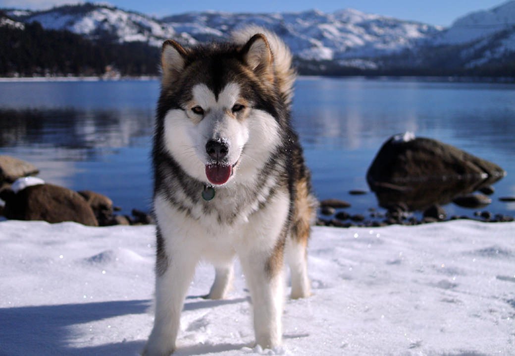 Champion Claire is a beautiful sable Snowlion malamute