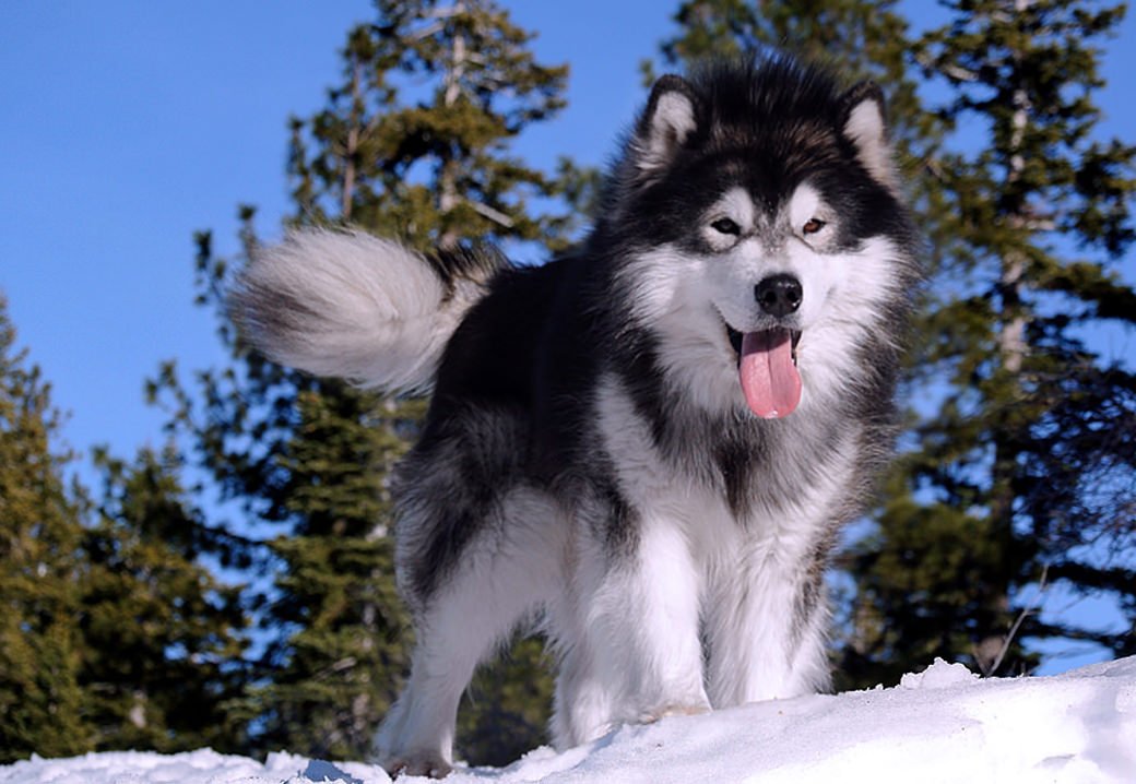 Julien is a striking dark gray malamute at Snowlion kennels in California