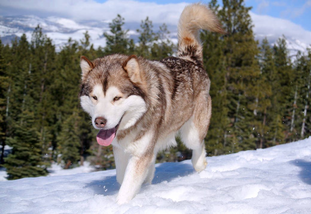 Our little red and white malamute girl is a wonderful sled dog
