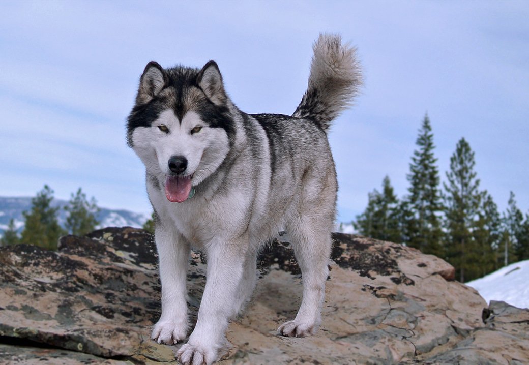 Misty is a pretty gray and white malamute