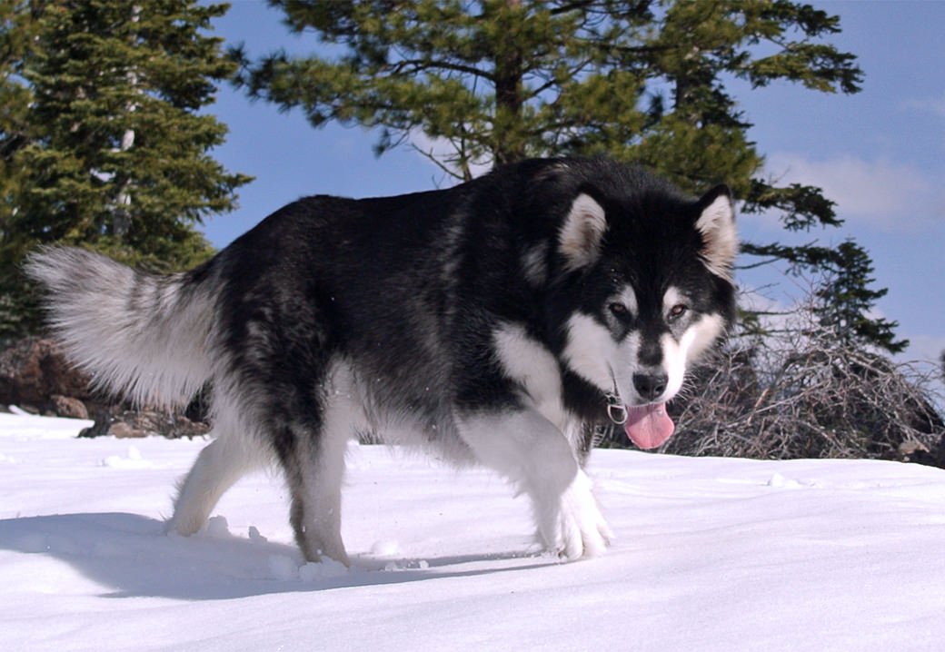 Tessa is a seal and white champion from Snowlion kennels near Lake Tahoe