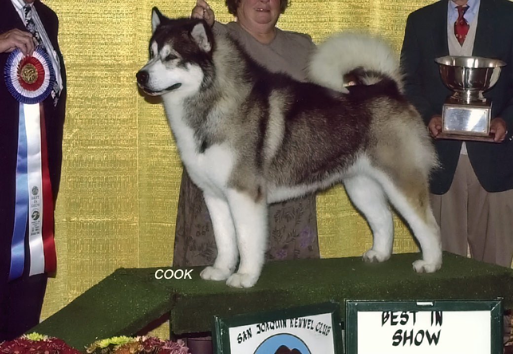 Shasta is a gray and white Snowlion champion who earned best of breed at Westminister and several best in shows.
