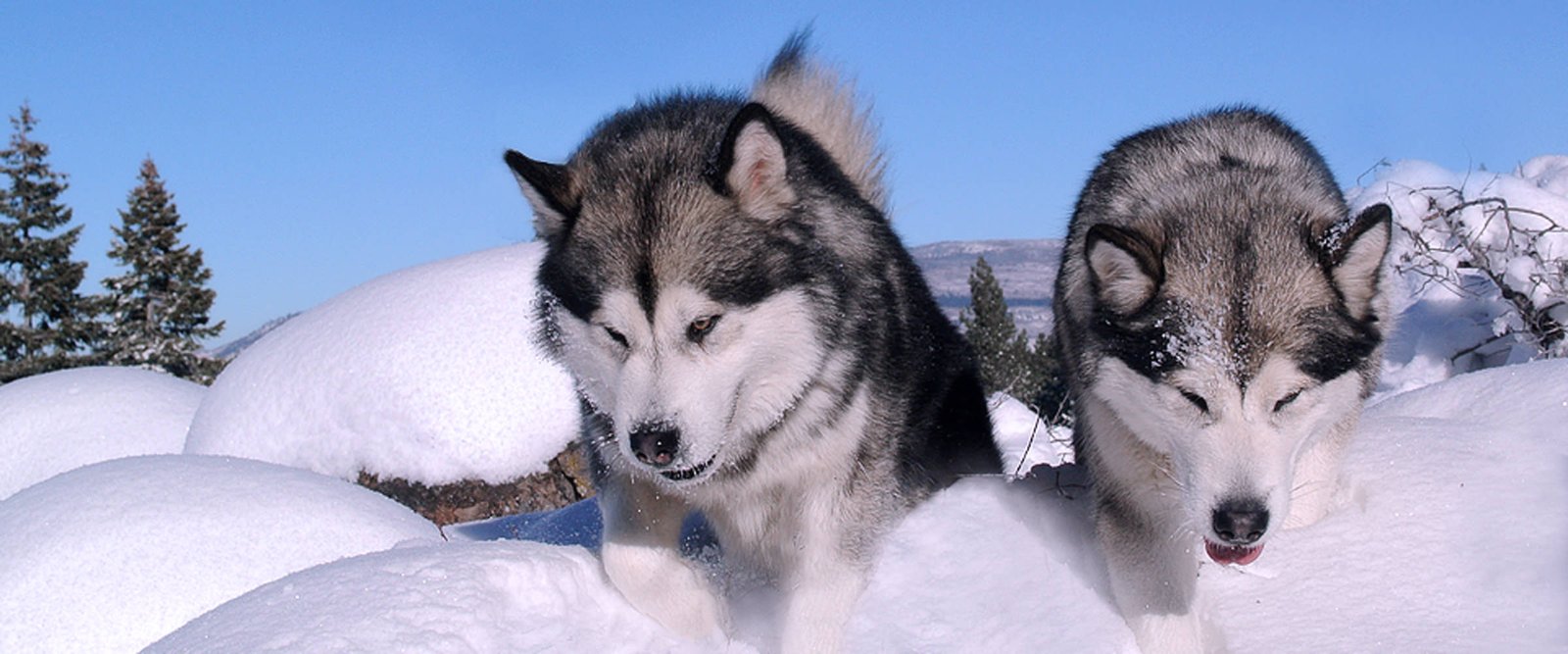 Snowlion Chasing the Monsoon frozen sire at Snowlion Kennels with his litter sister Snowlion Monsoon Mist