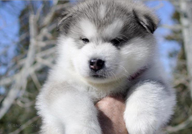 our puppies are well-socialized around other dogs