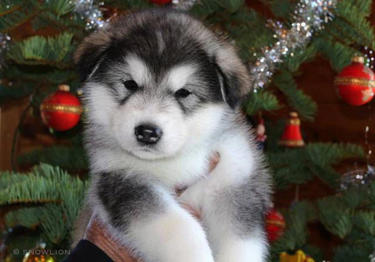 snowlion puppies are raised in our home