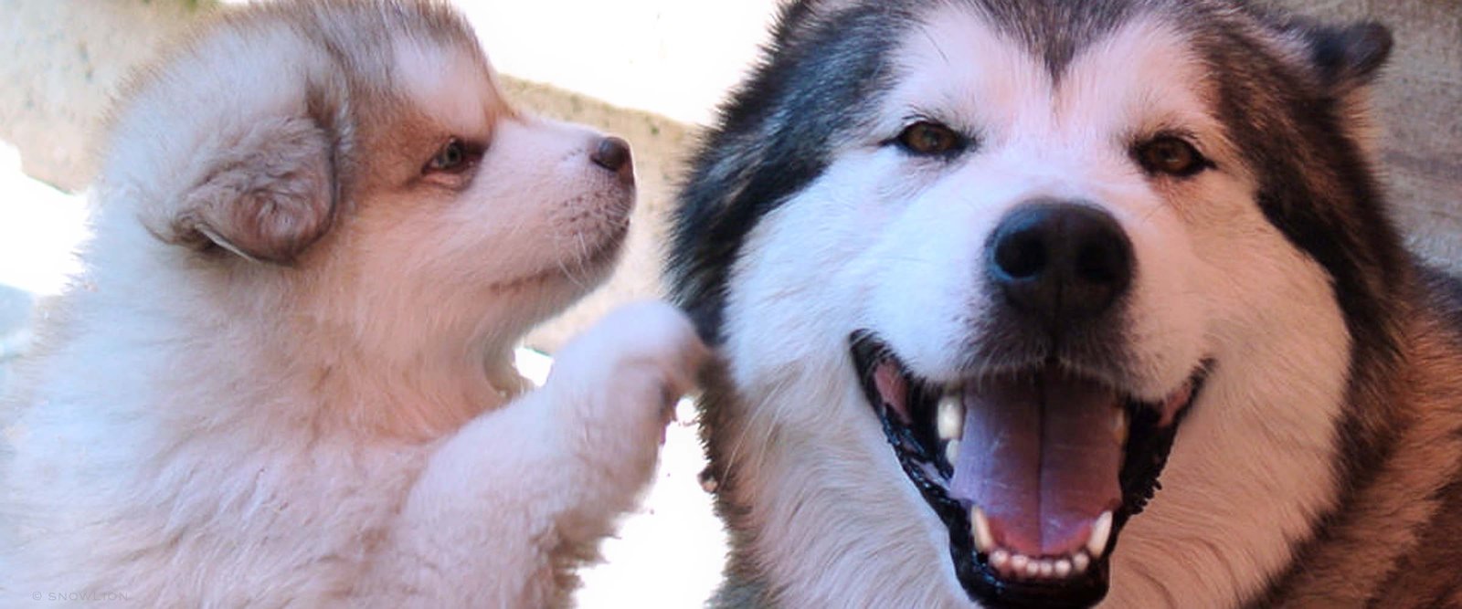 a photo of an alaskan malamute puppy at Snowlion Kennels