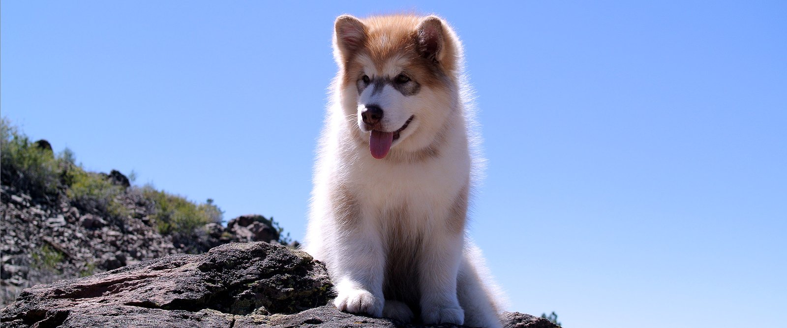 a photo of a snowlion malamute puppy