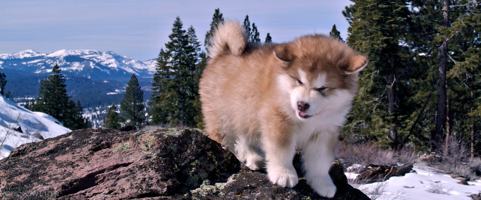 a photo of a Snowlion Alaskan Malamute puppy