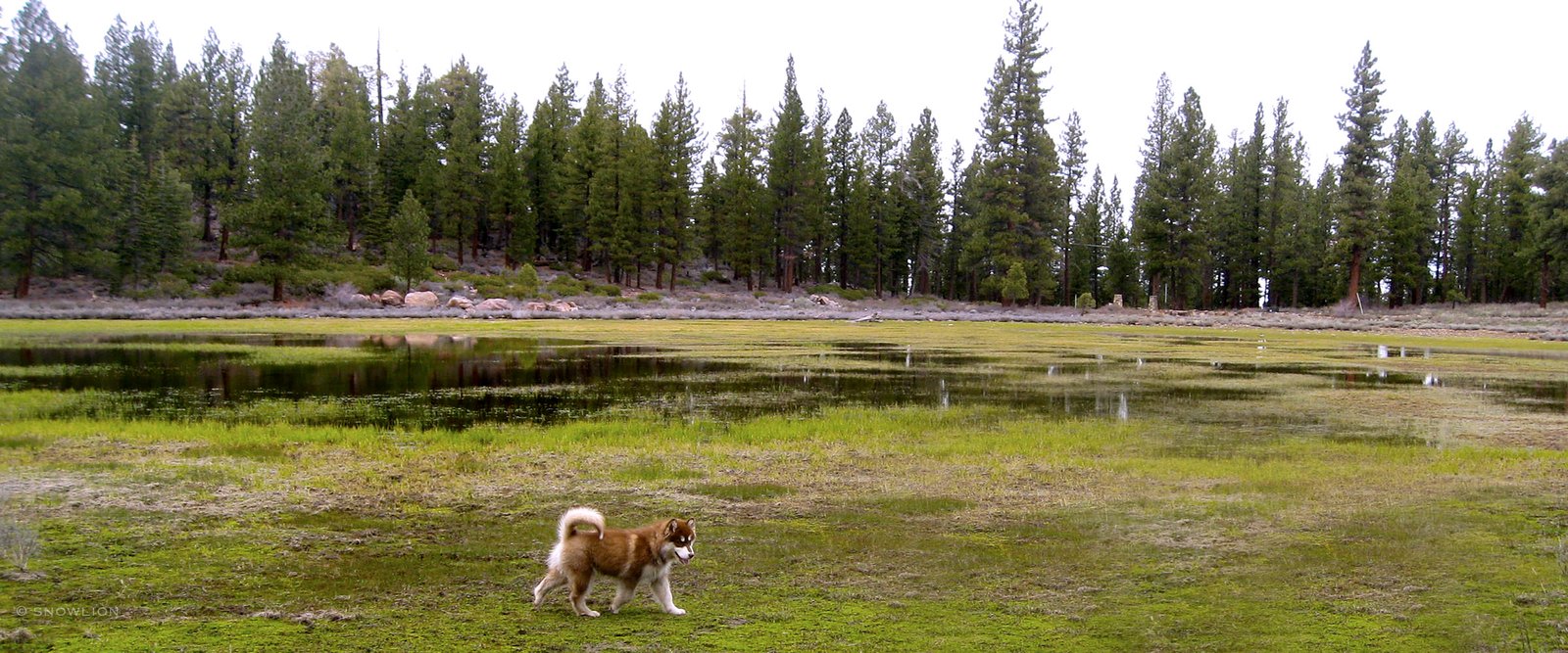 a photo of a malamute puppy at Snowlion Kennels near Lake Tahoe