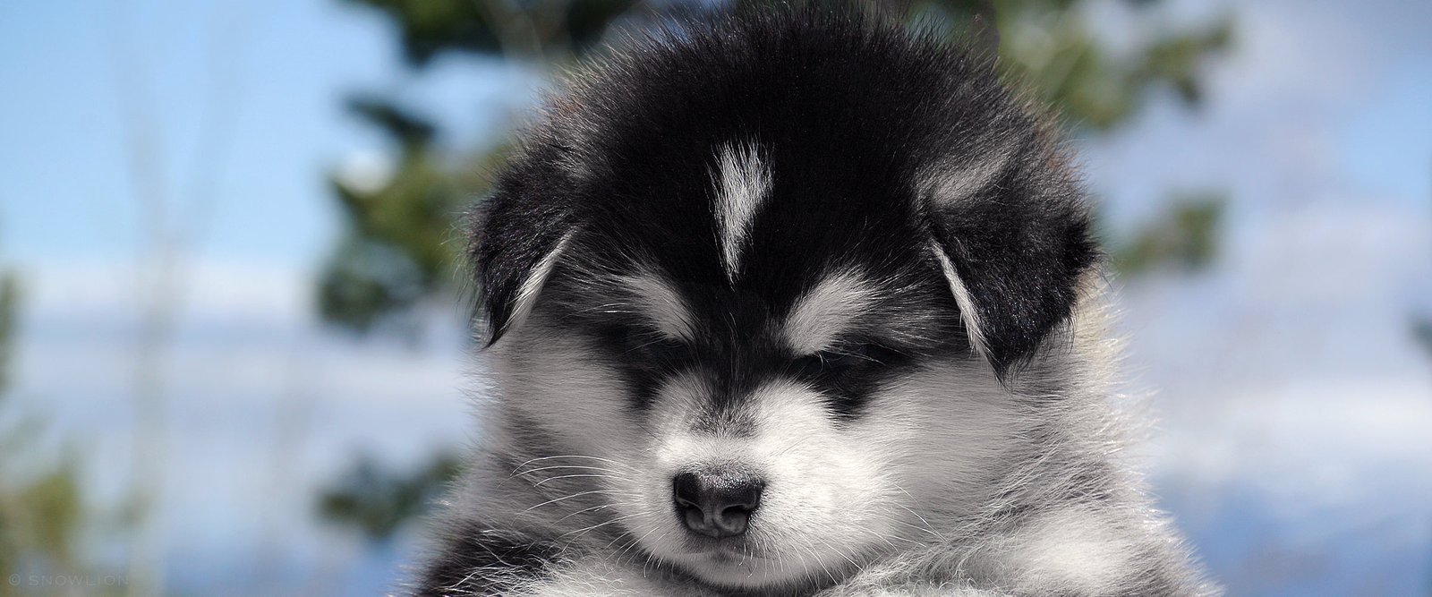 a photo of a Snowlion puppy